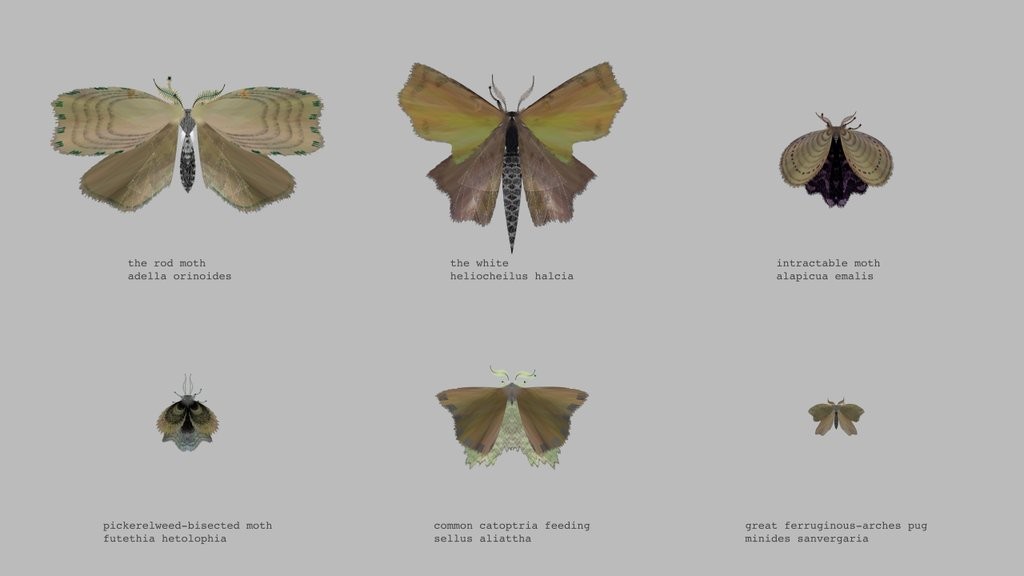six moths created by @mothgenerator